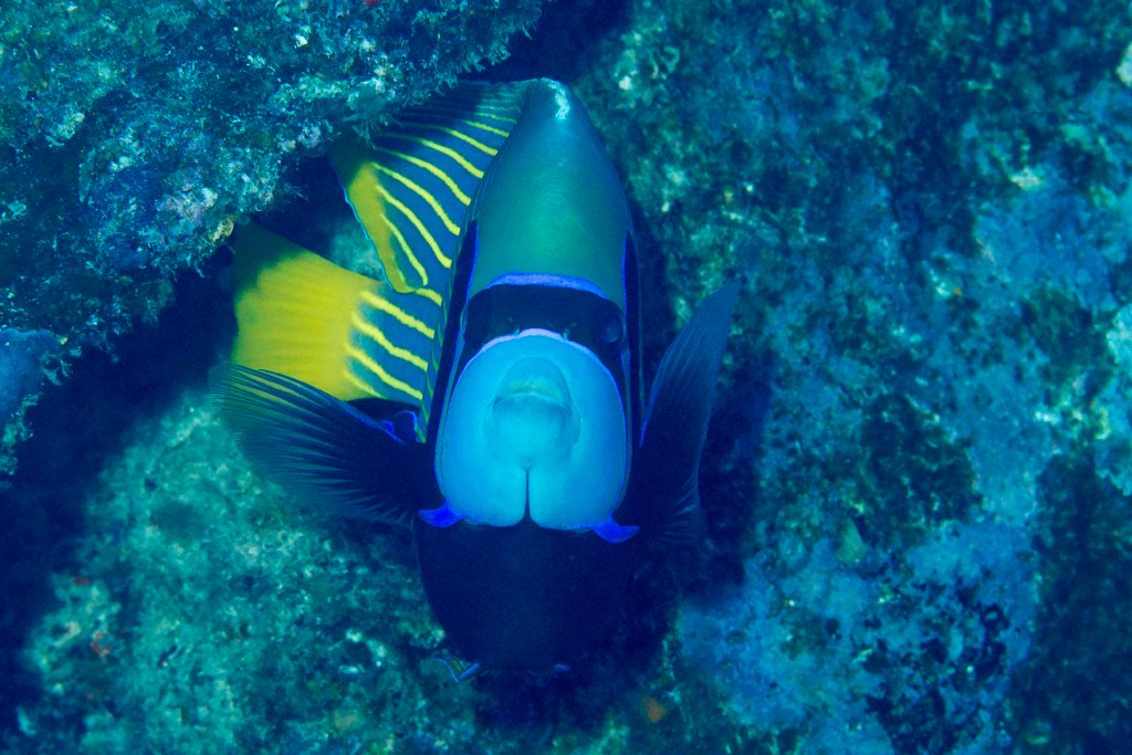 Emperor Angelfish
