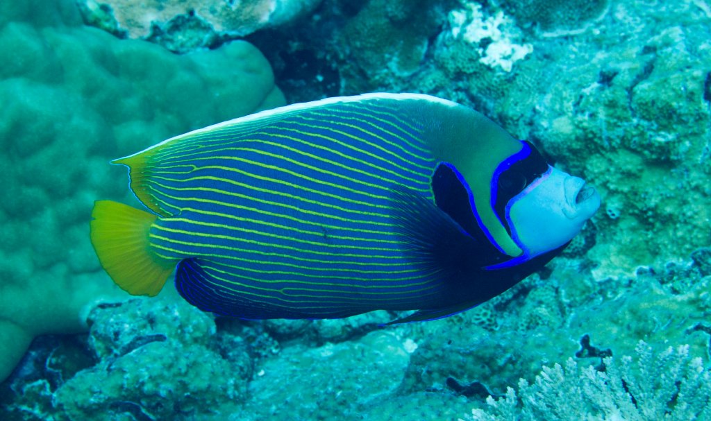 Emperor Angelfish