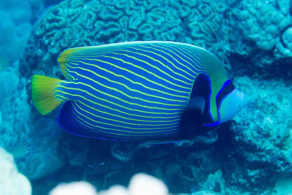 Emperor Angelfish