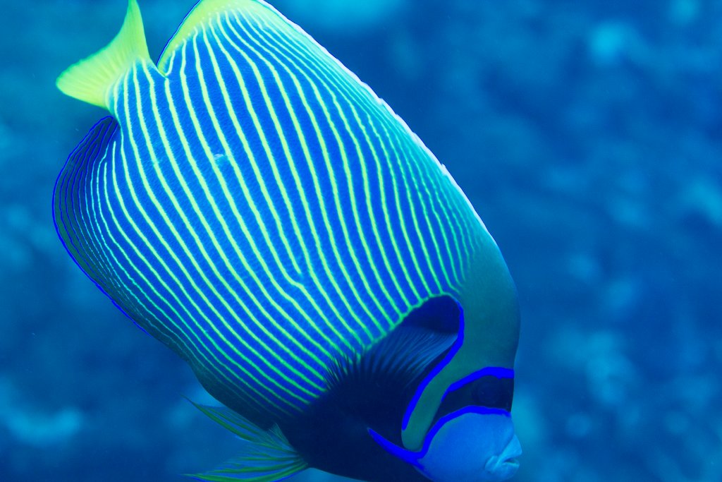 Emperor Angelfish