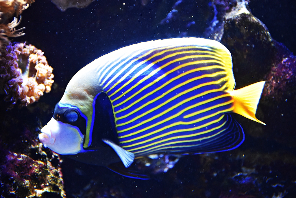 Emperor angelfish
