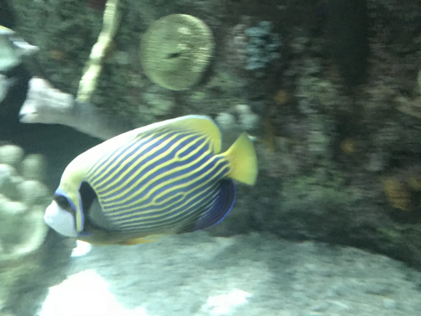 Emperor Angelfish