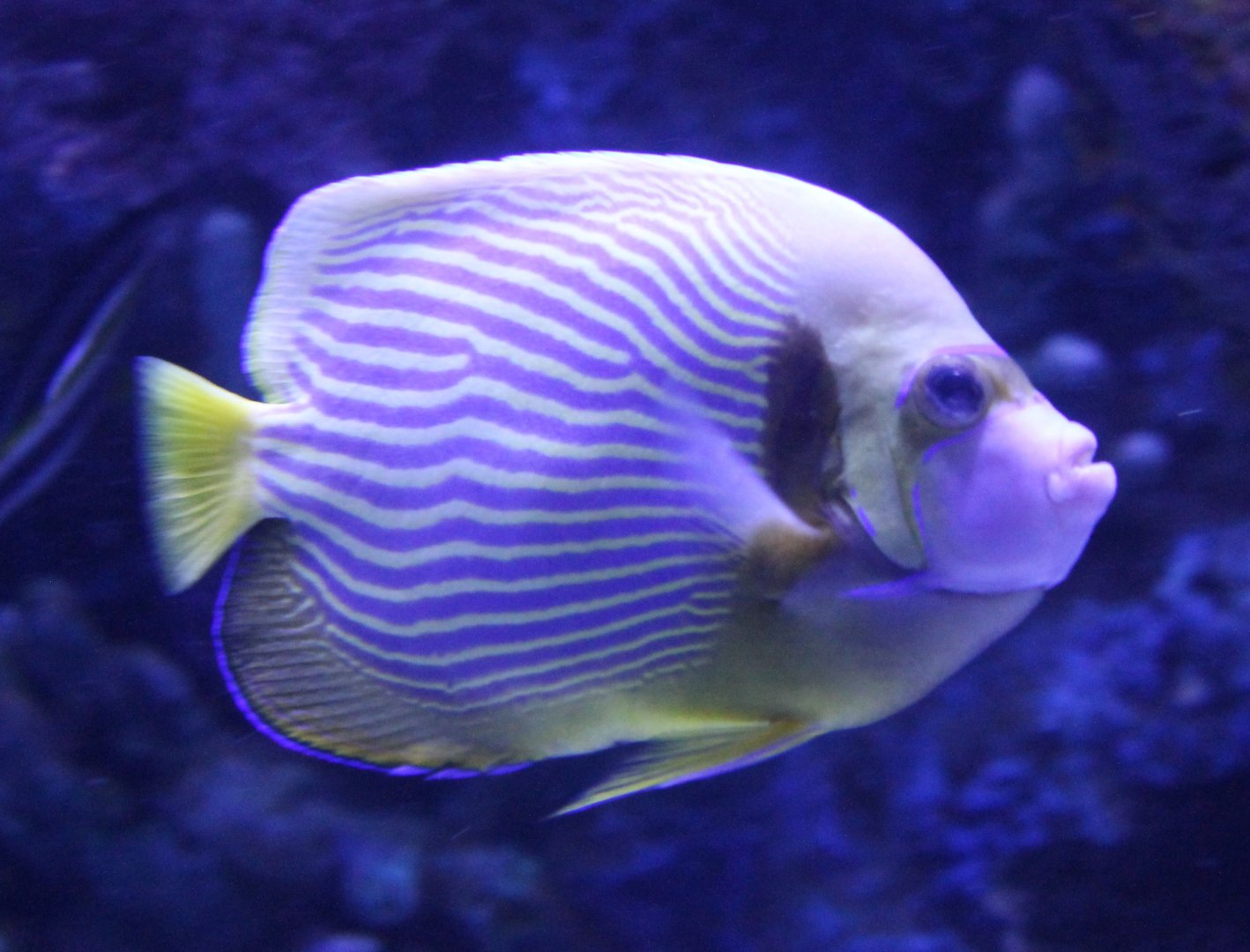 Emperor angelfish