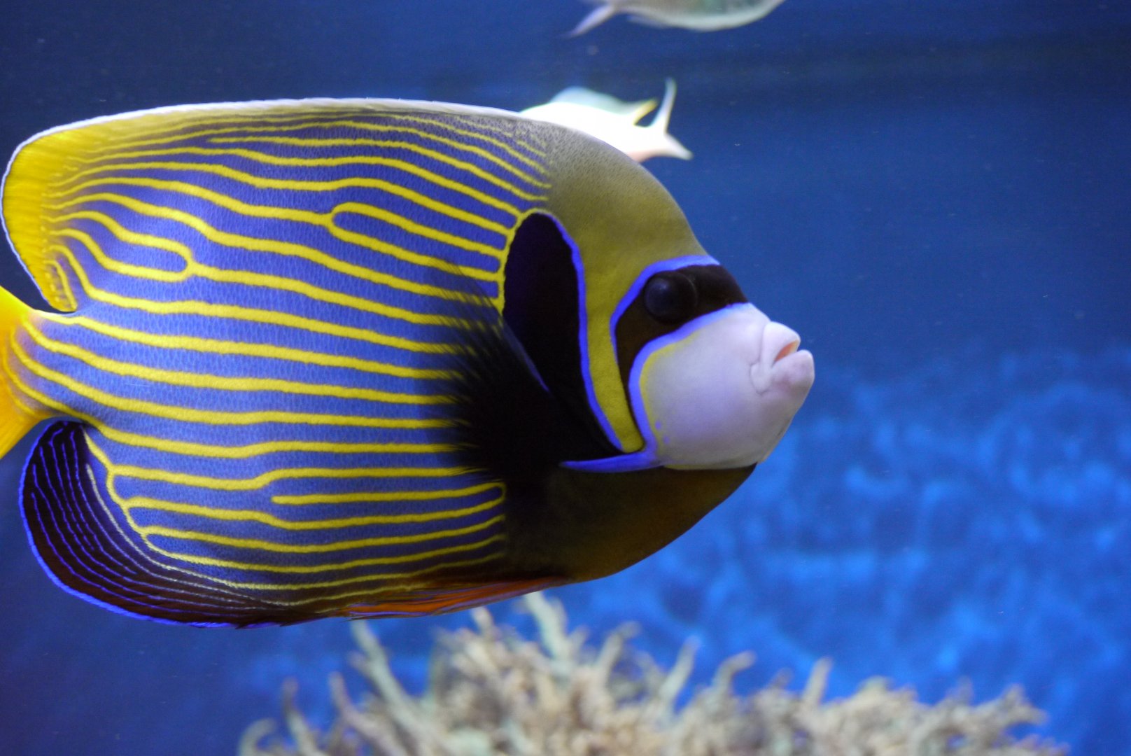 Emperor Angelfish