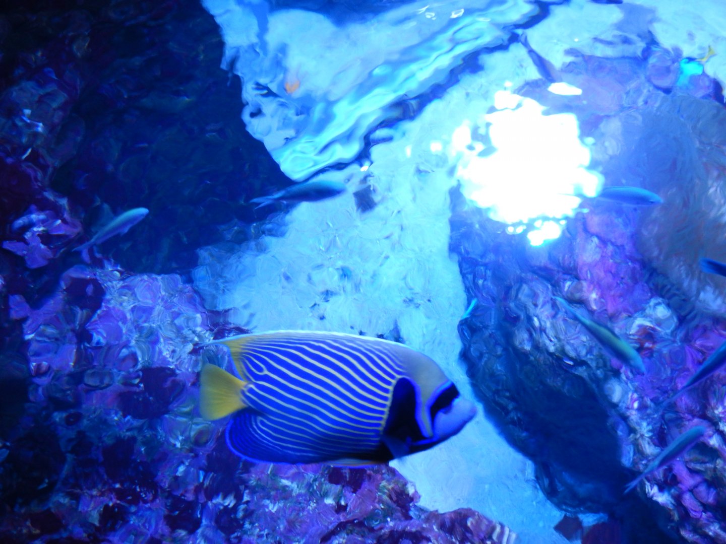 Emperor Angelfish