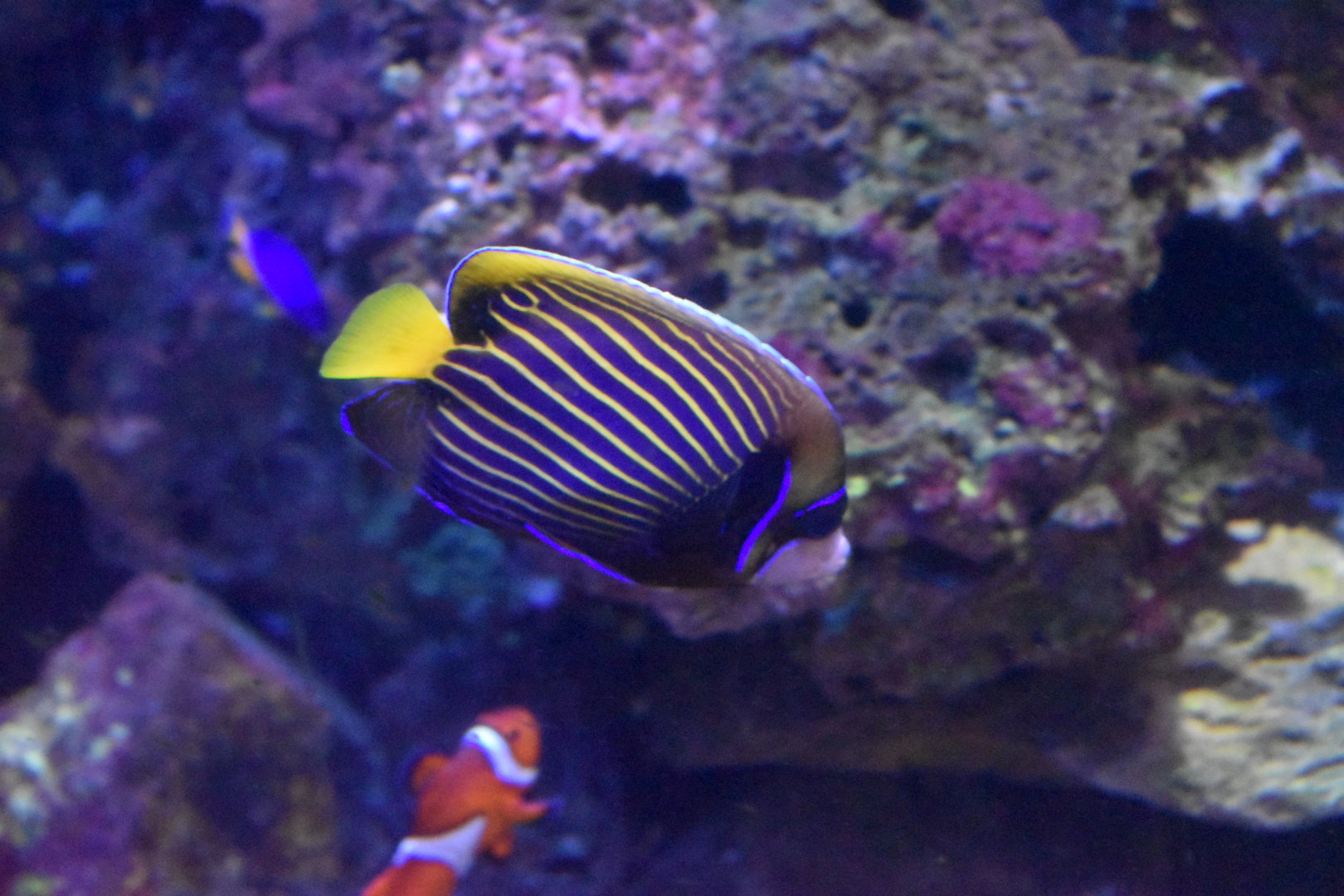 Emperor angelfish