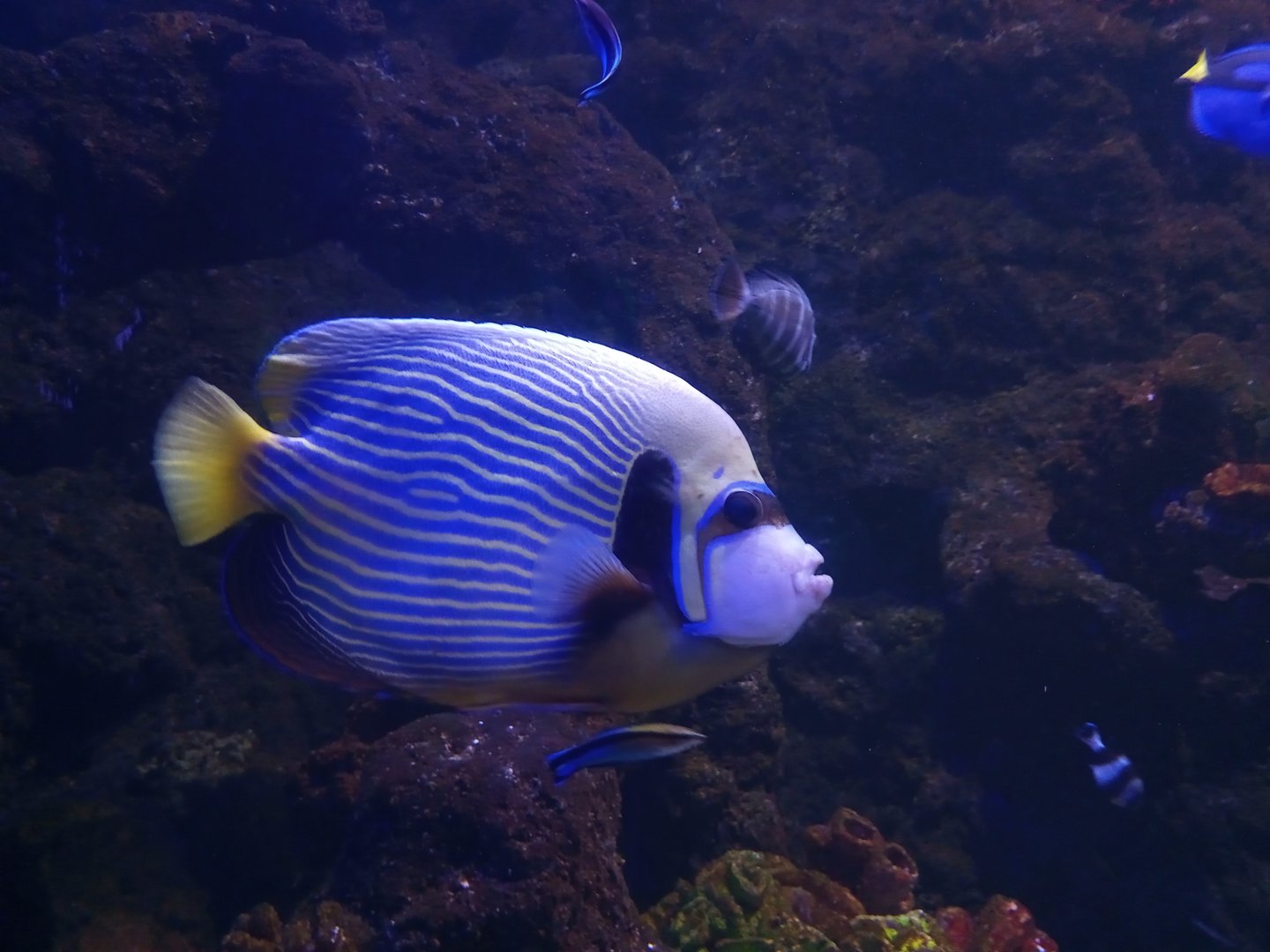 Emperor angelfish