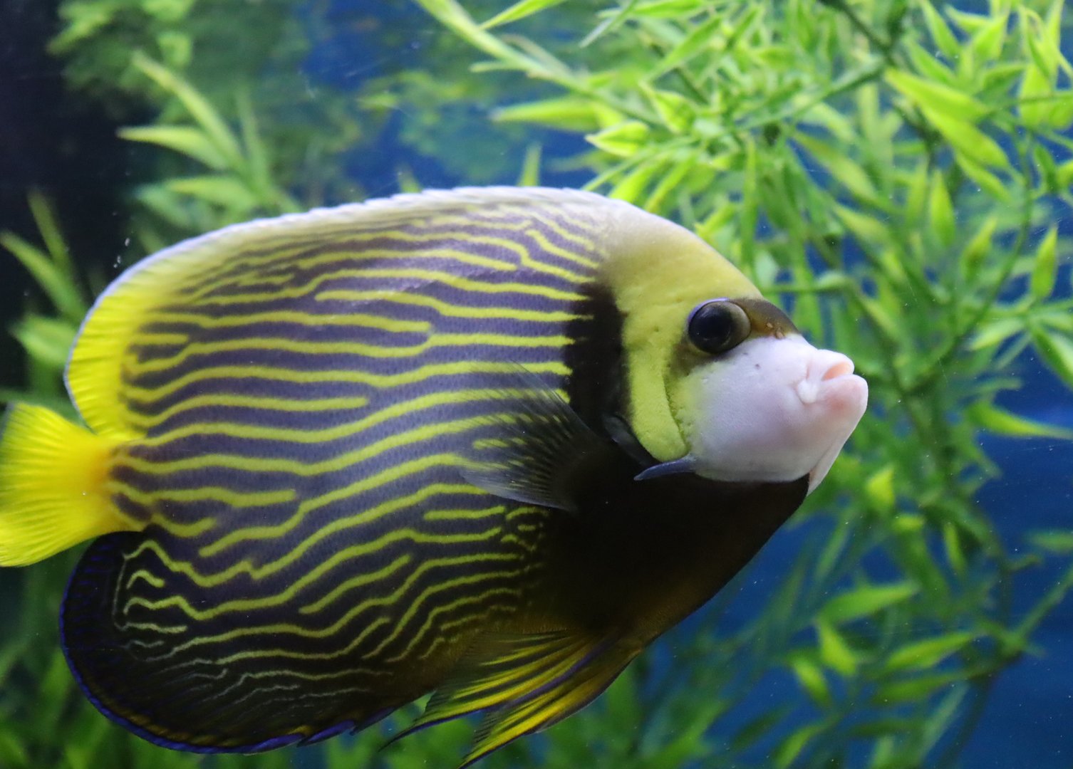 Emperor Angelfish