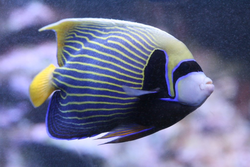 Emperor Angelfish