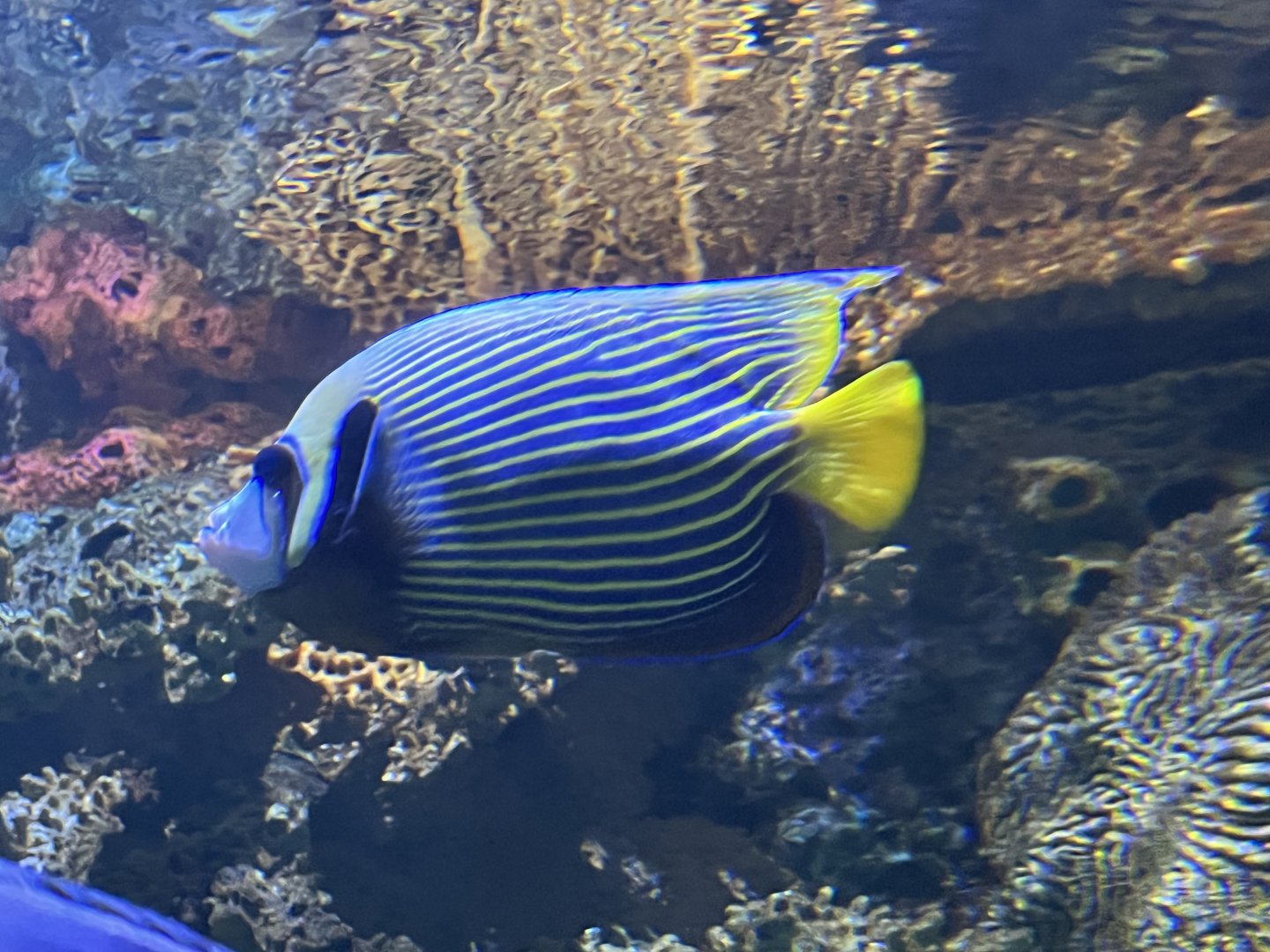 Emperor Angelfish