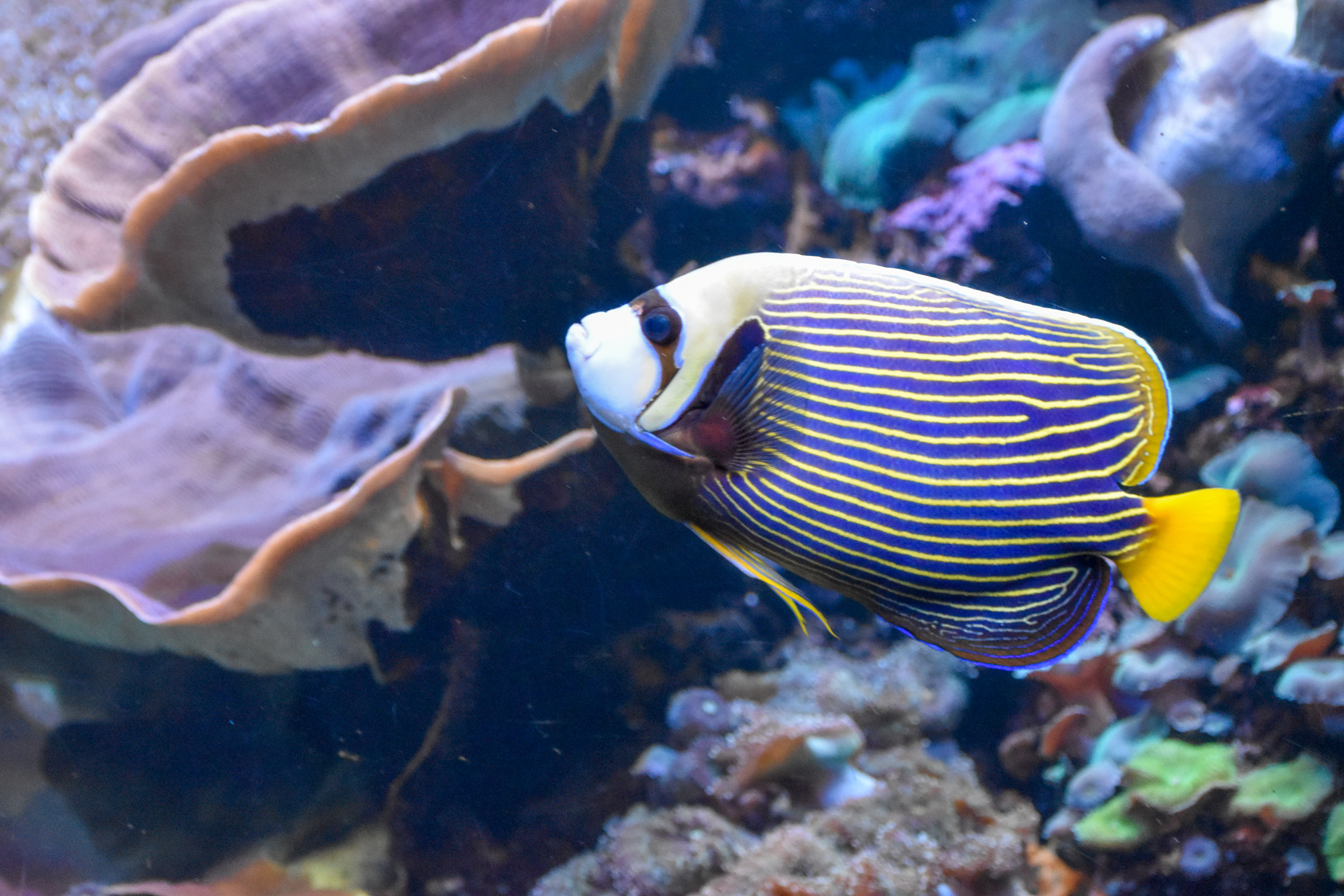 Emperor Angelfish