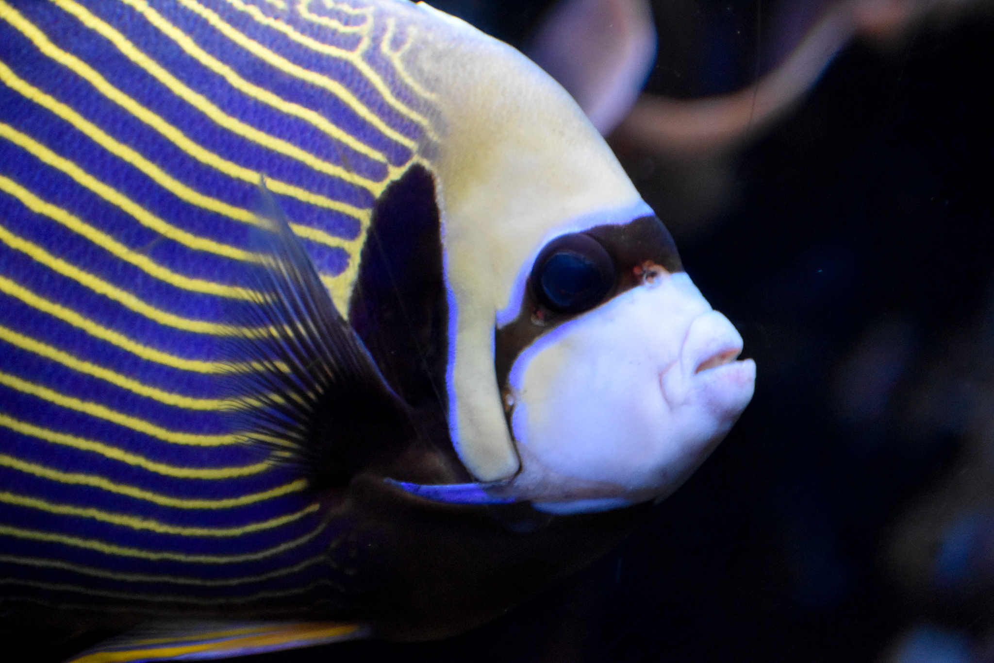 Emperor Angelfish