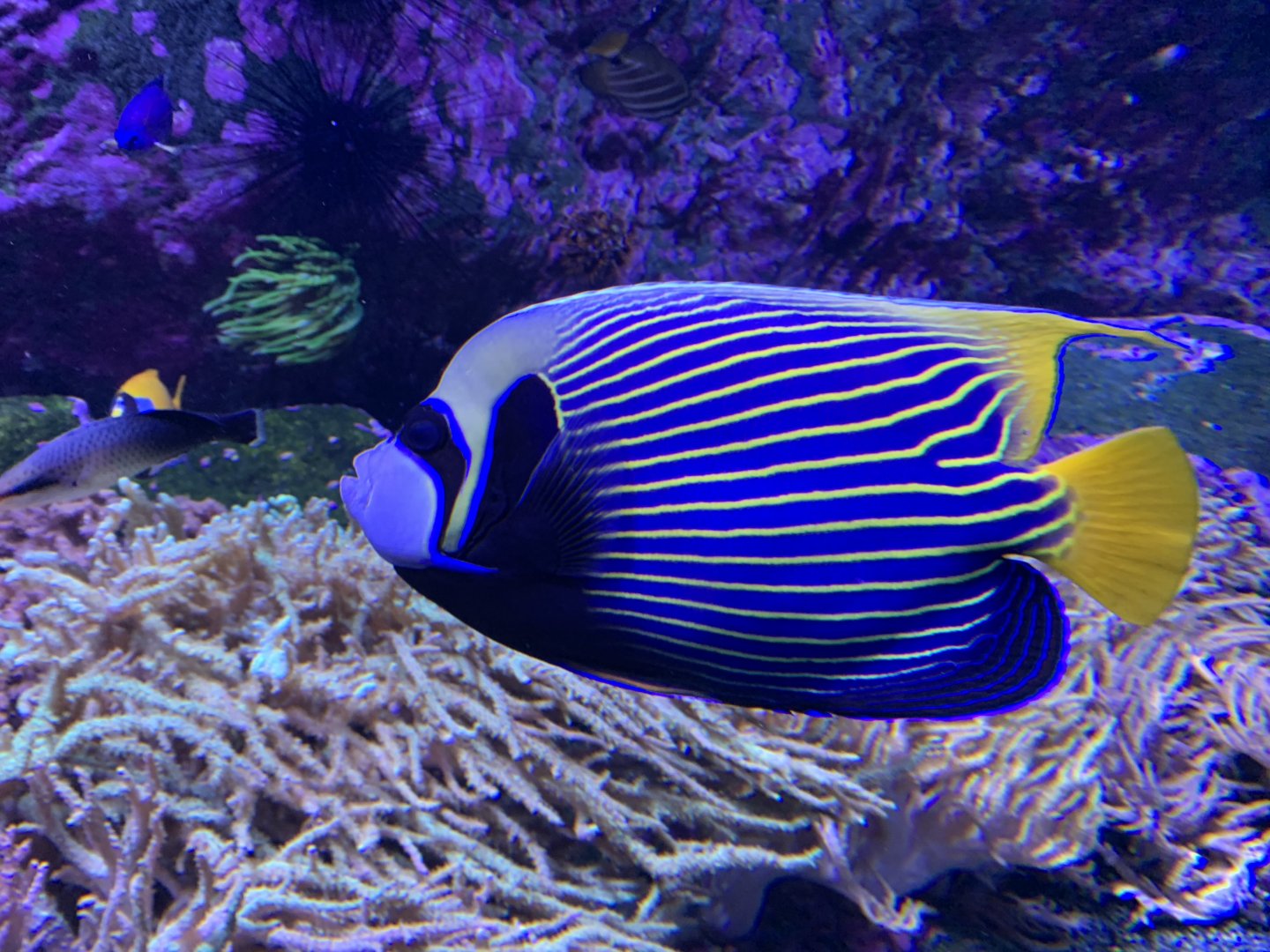 Emperor angelfish