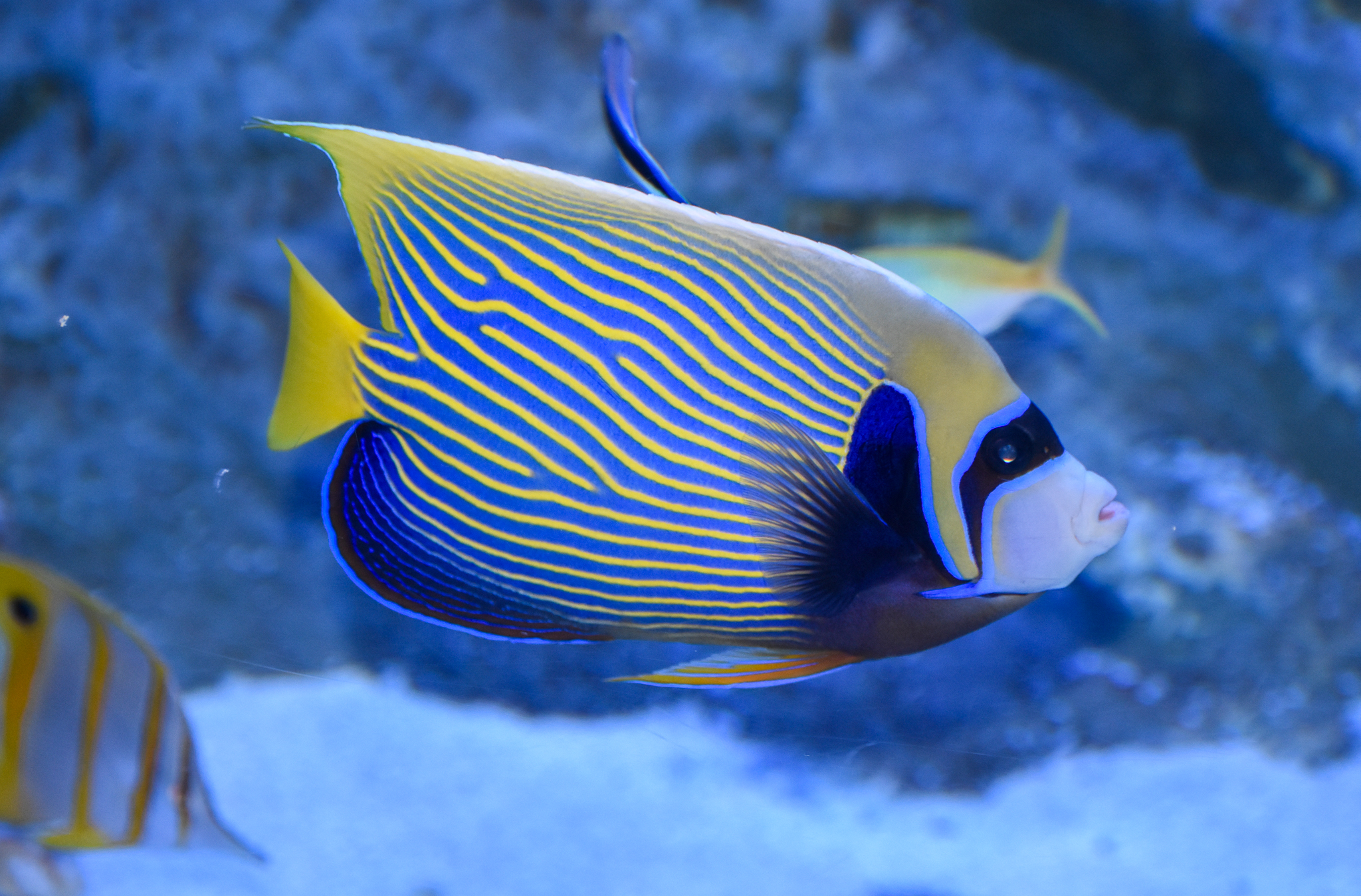 Emperor Angelfish