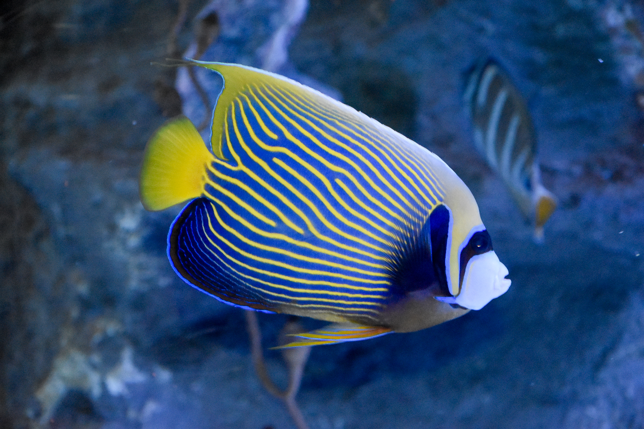 Emperor Angelfish