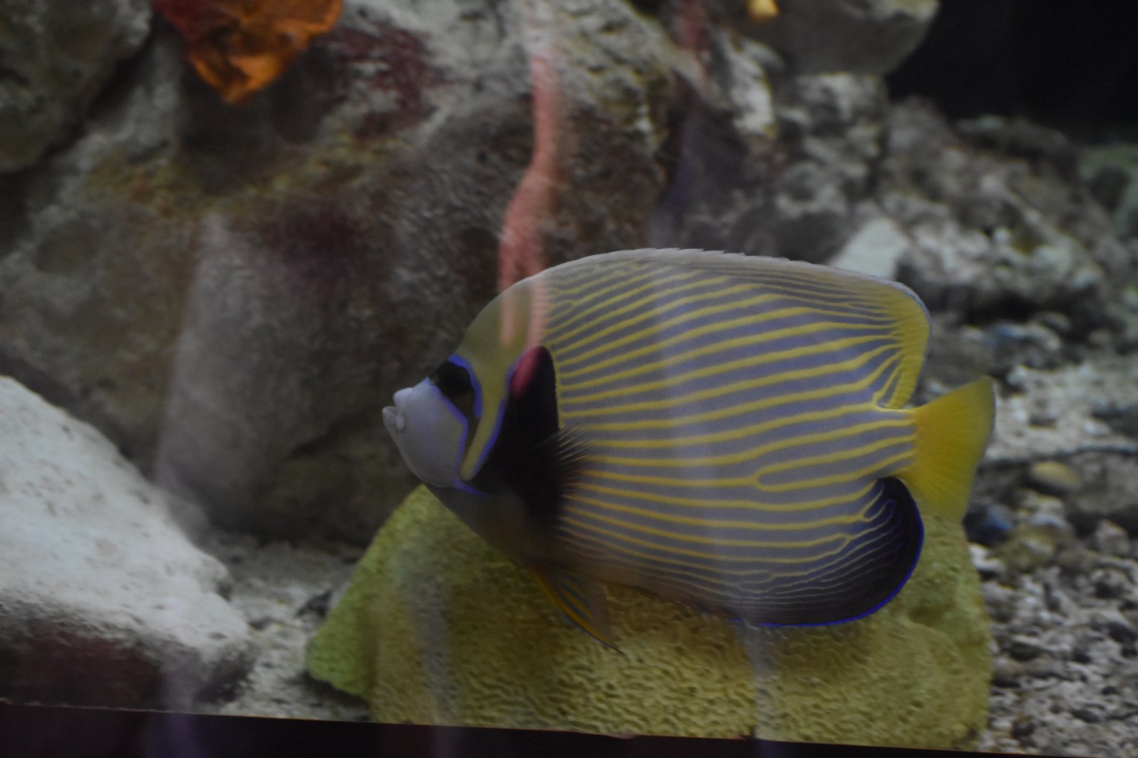 Emperor Angelfish