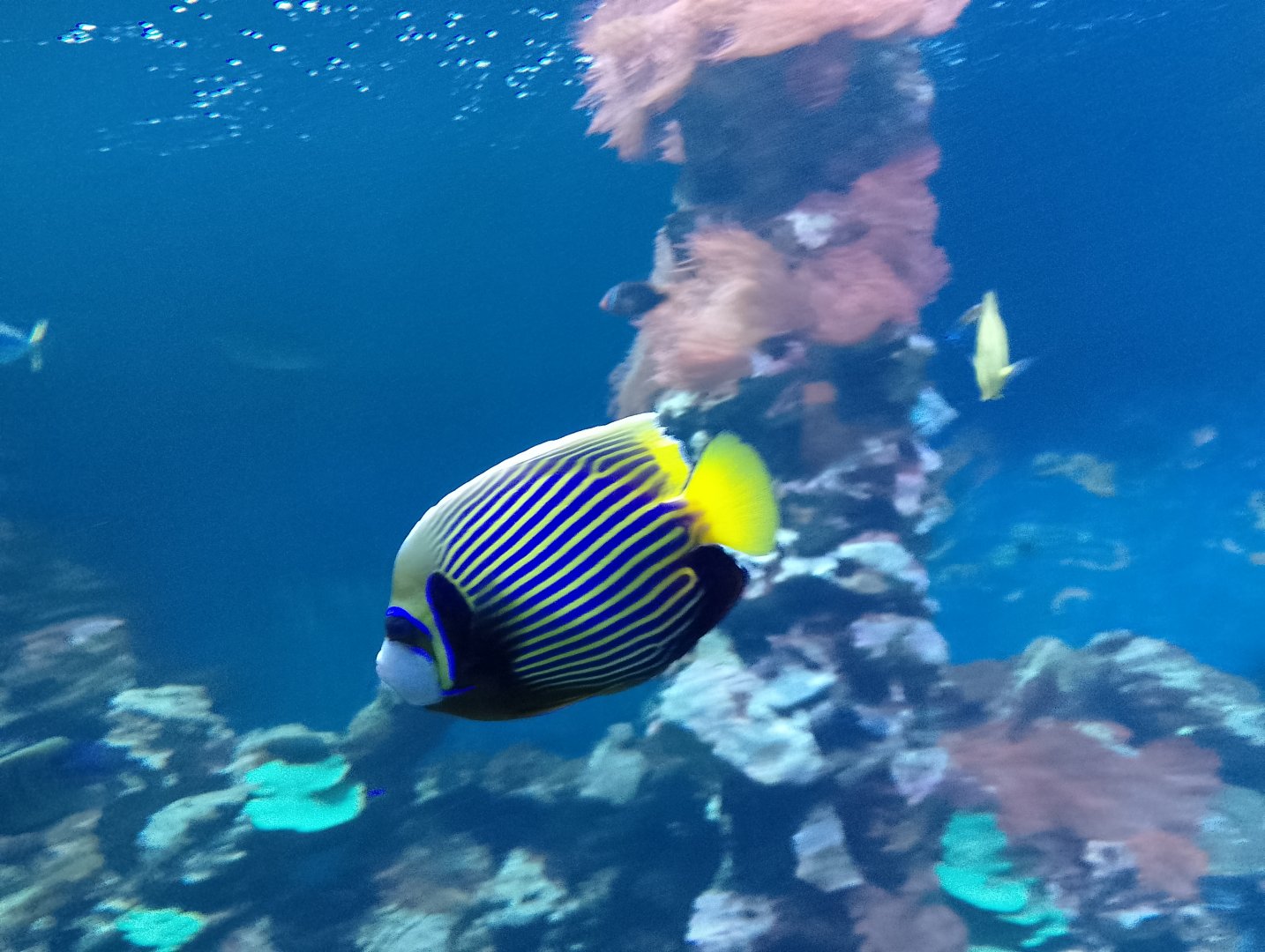 Emperor angelfish