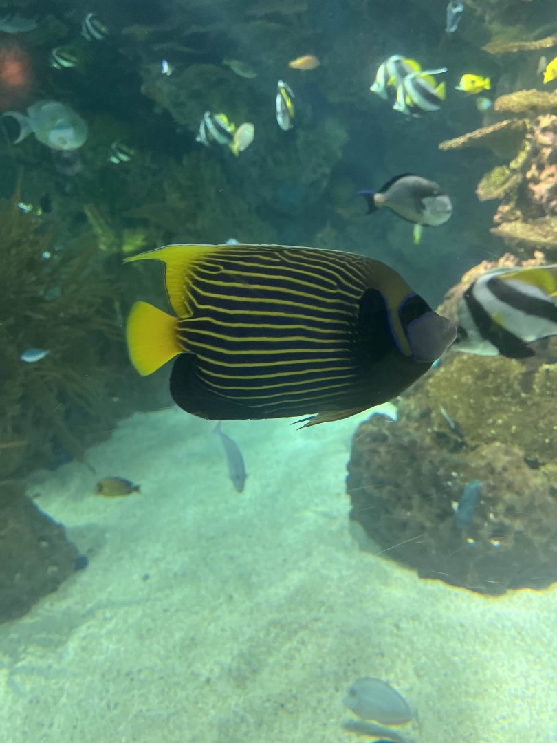 Emperor angelfish