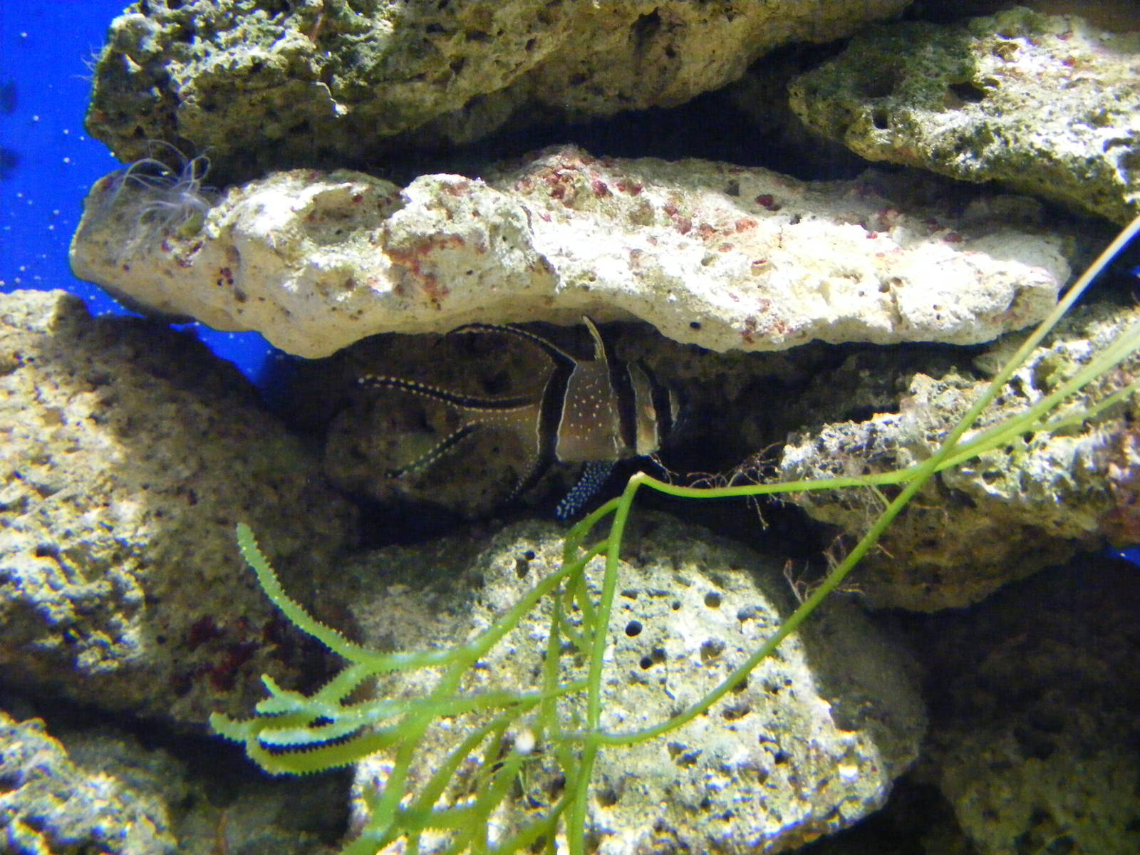 Emperor cardinalfish at Birdworld, 20 June 2010