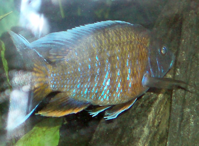 Emperor Cichlid (Aulonocara nyassae)