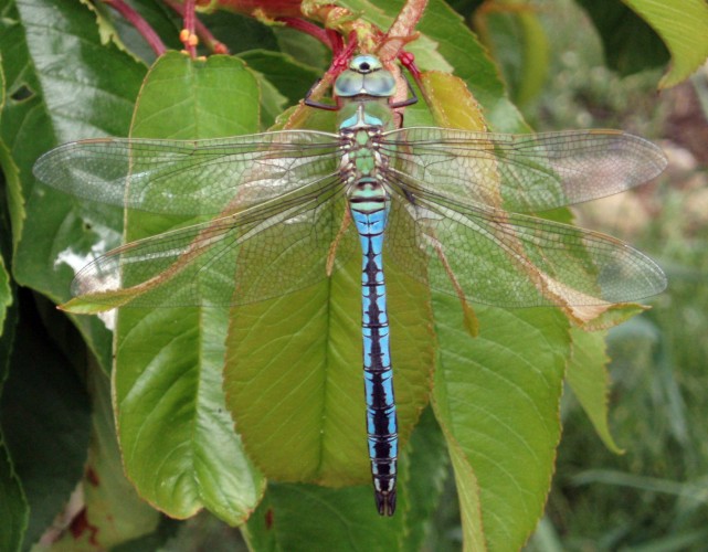 Emperor Dragonfly (Anax imperator)