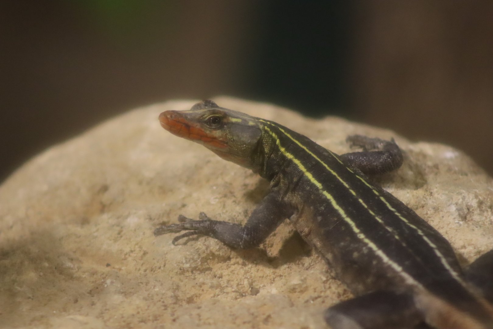 Emperor Flat Lizard - 7 July 2024