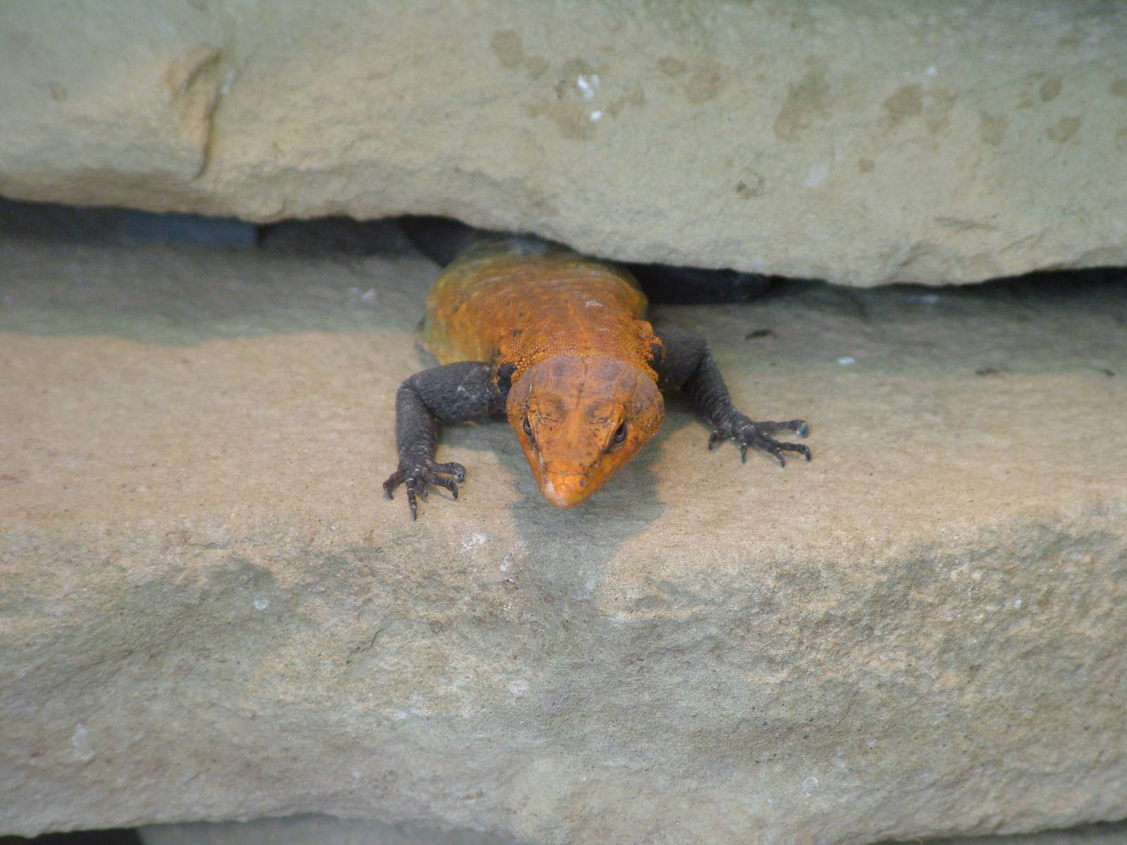 Emperor Flat Lizard at Frankfurt 31/08/10