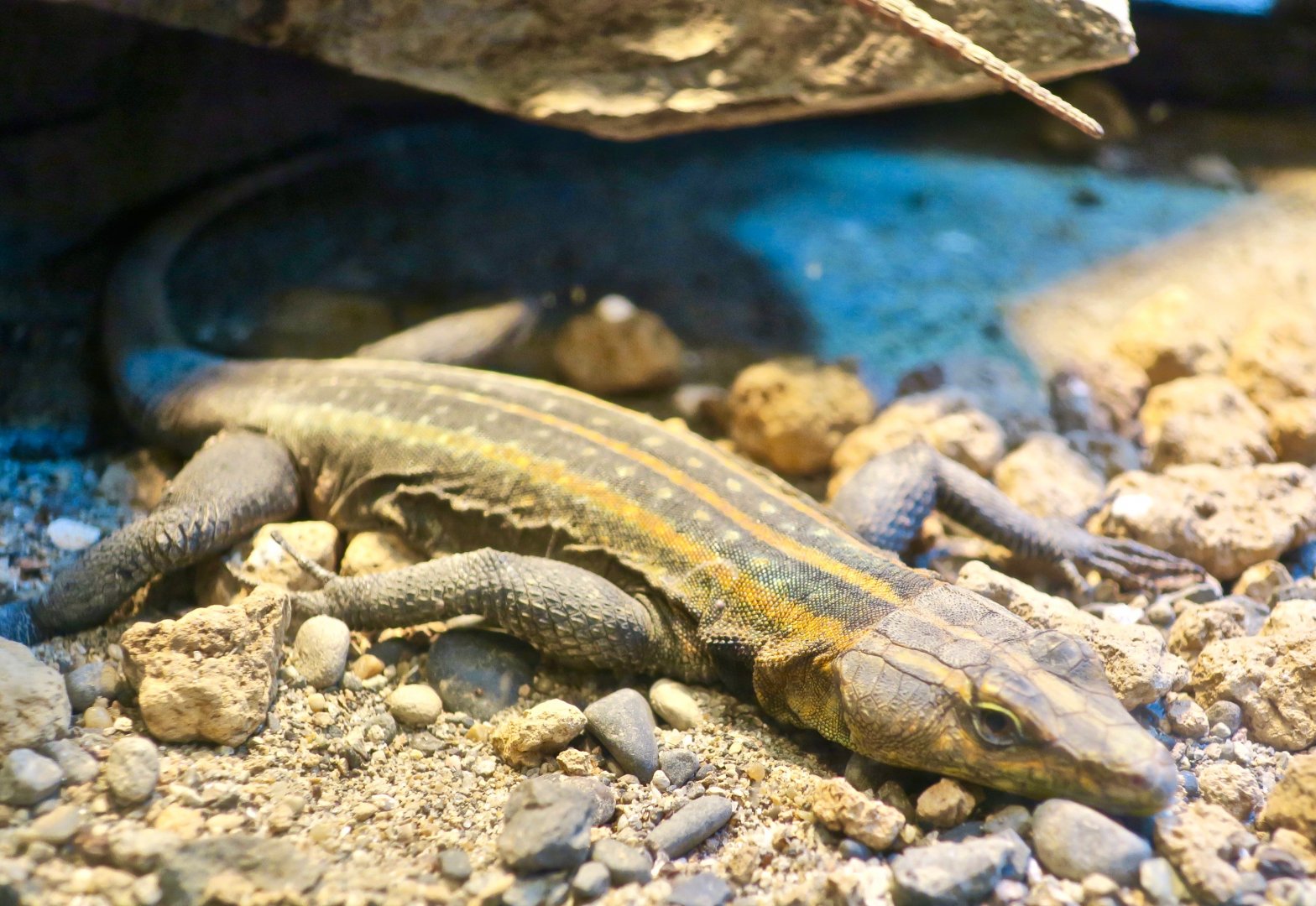 Emperor Flat Lizard (Platysaurus imperator)