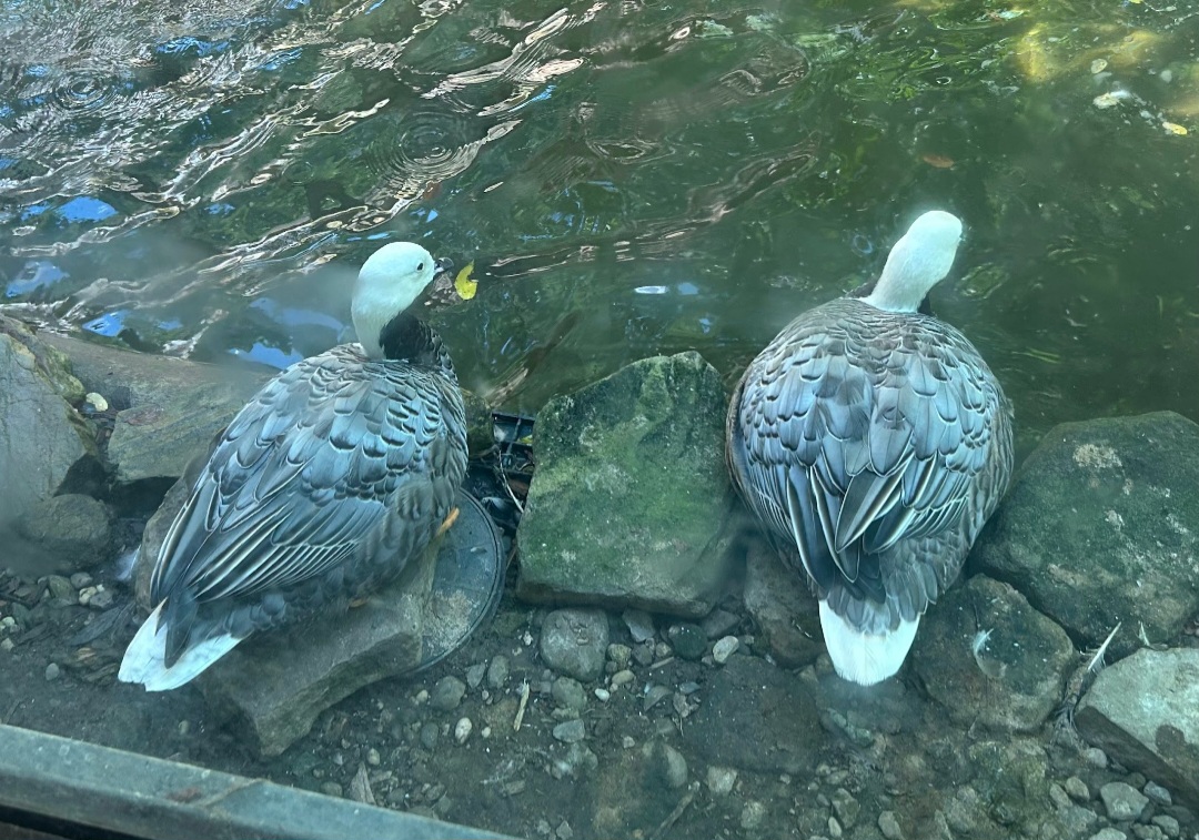 Emperor Geese (7/12/25)