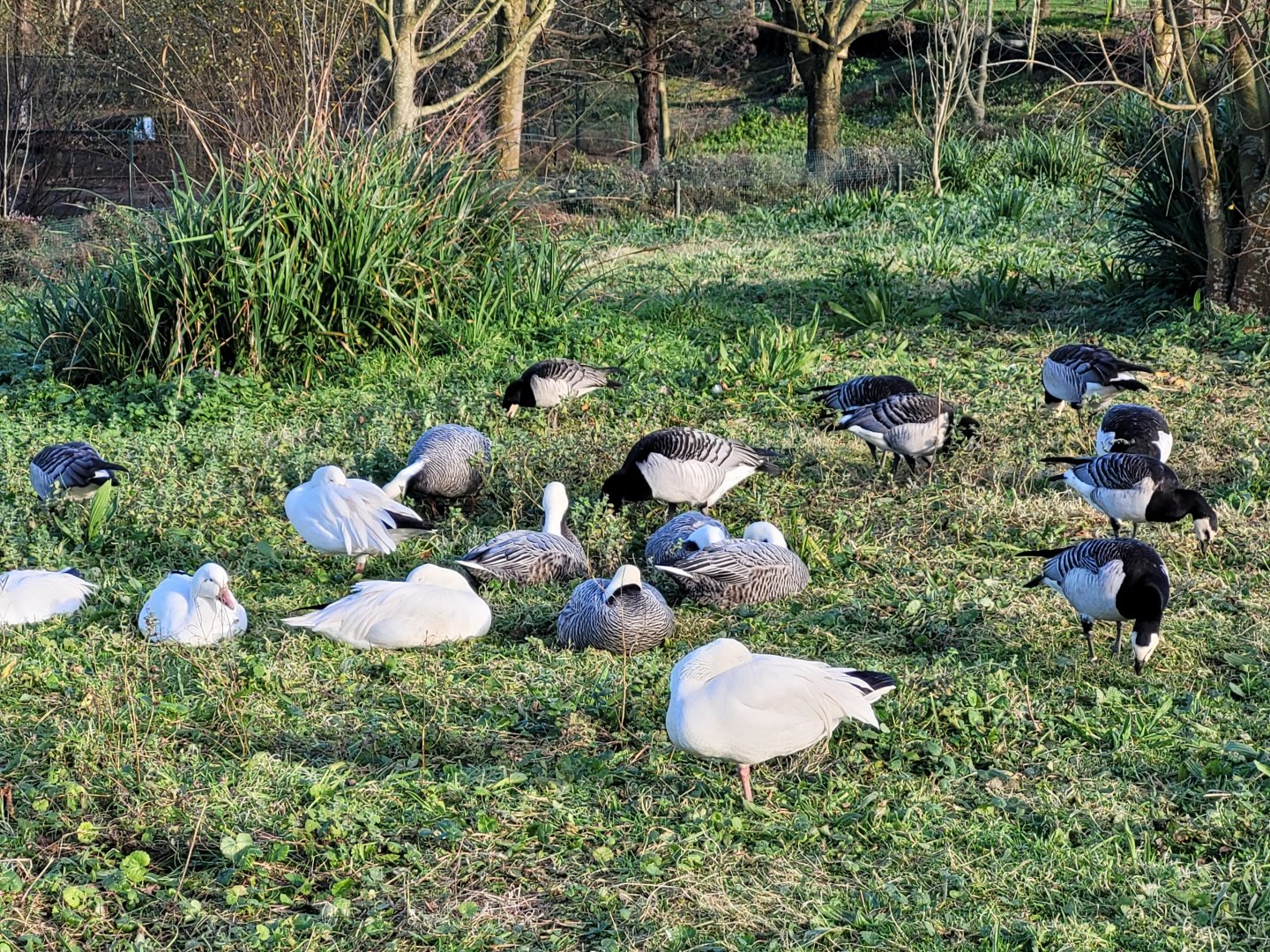 Emperor geese, Snow geese and Barnacle geese -Zoo de Santillana del Mar (2023)