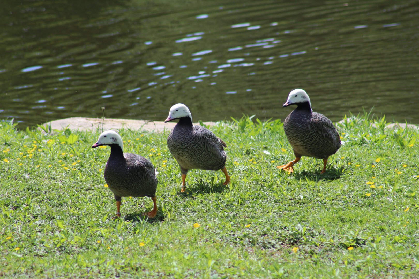 Emperor Geese