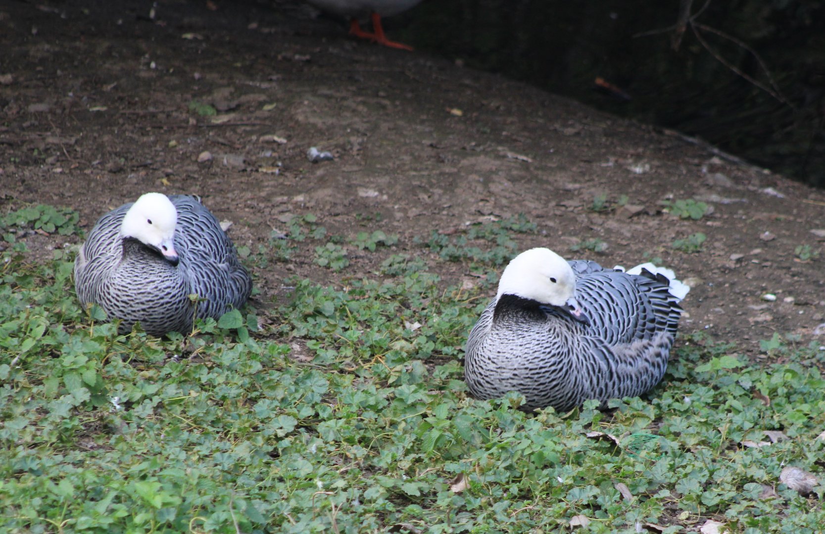 Emperor geese