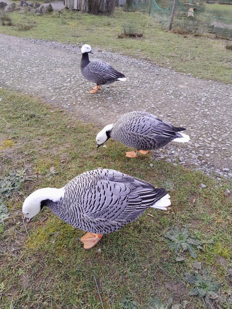 Emperor Geese