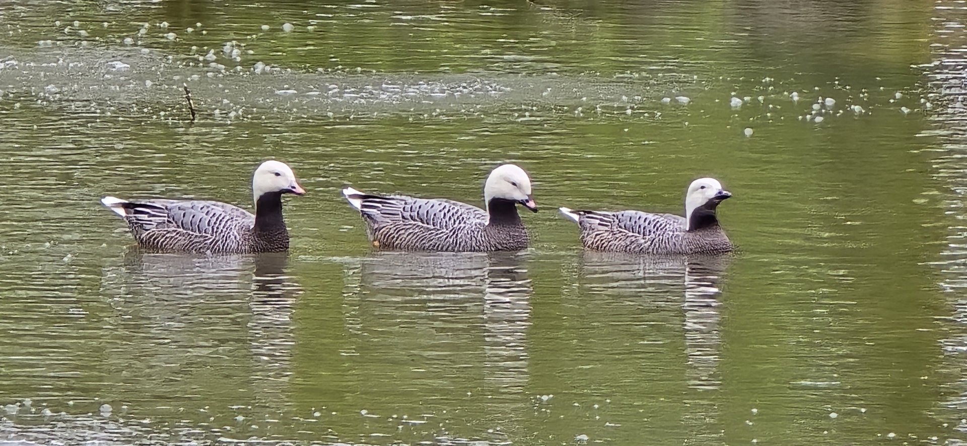 Emperor geese