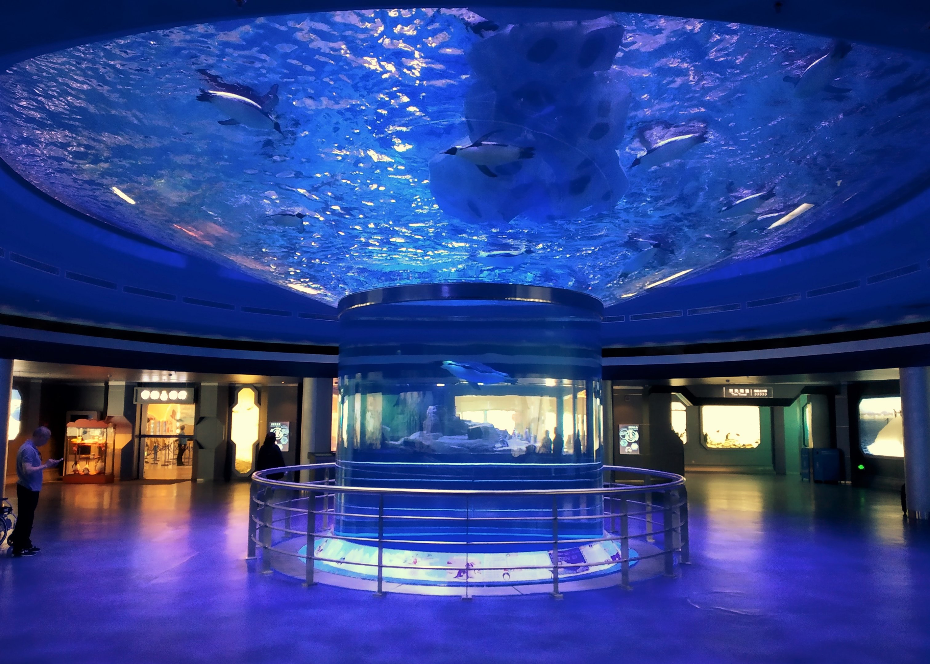 Emperor, Gentoo and Adelie Penguin Exhibit