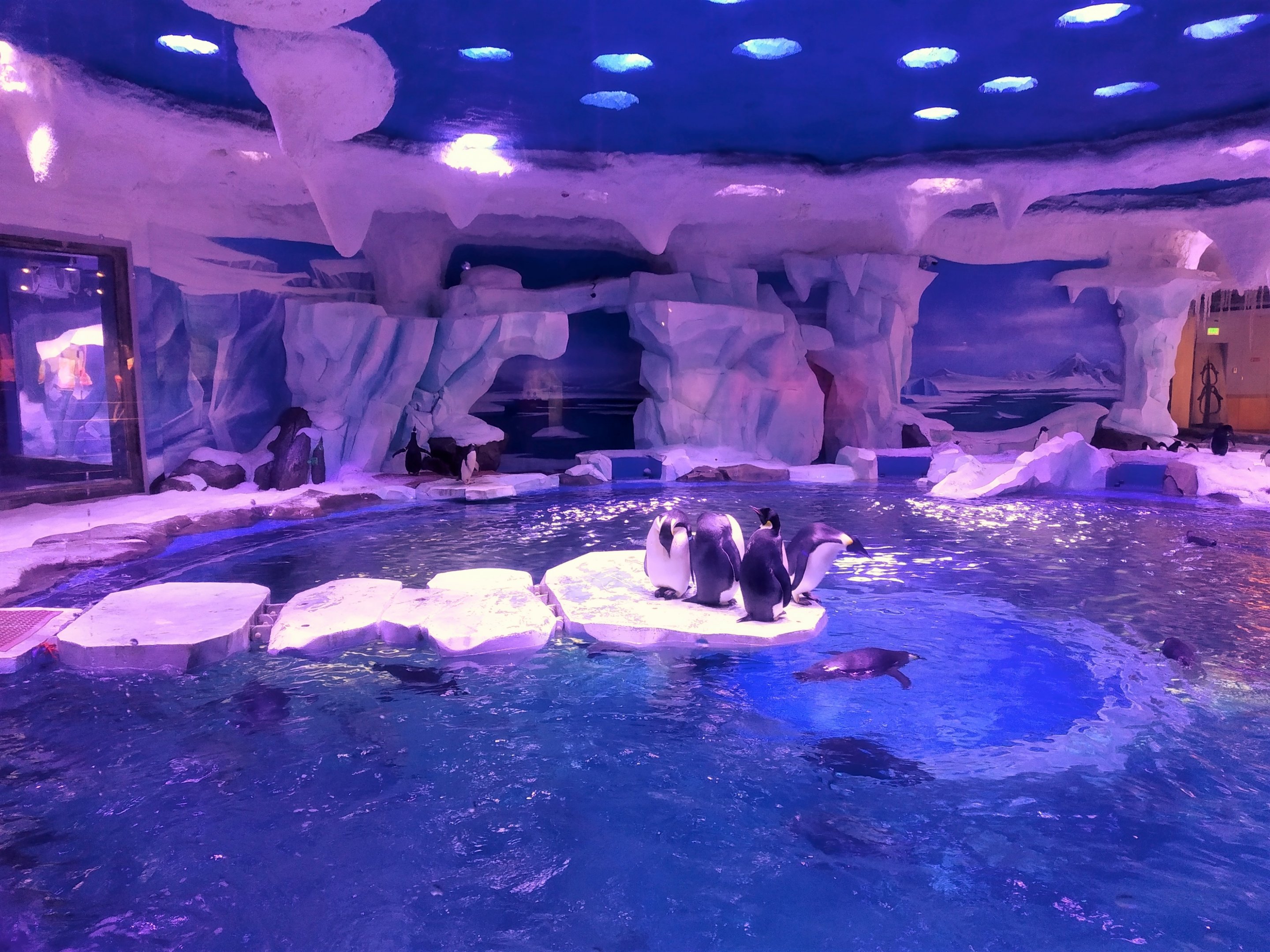 Emperor, Gentoo and Adelie Penguin Exhibit