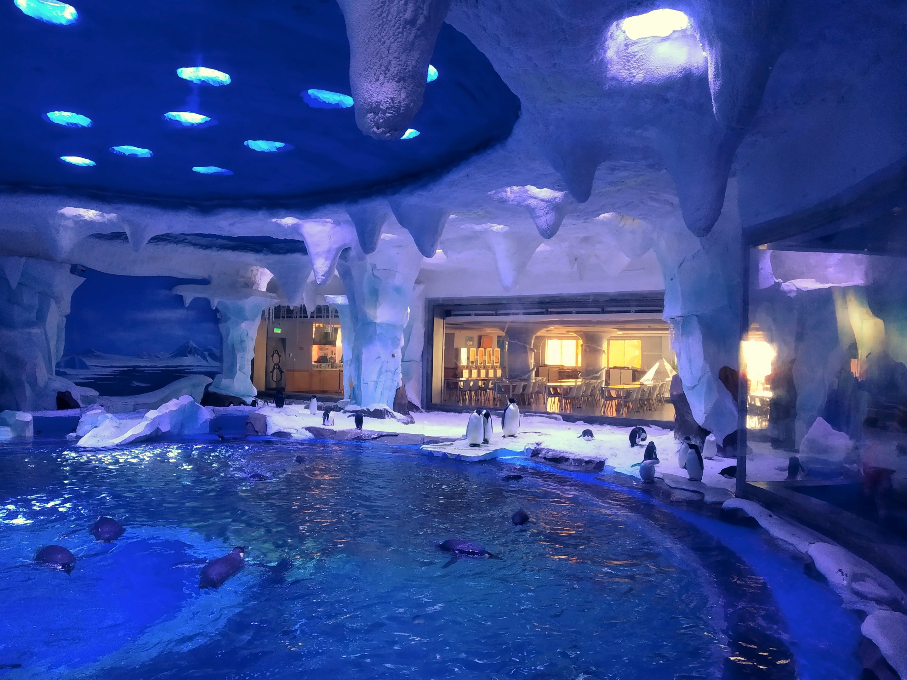 Emperor, Gentoo and Adelie Penguin Exhibit