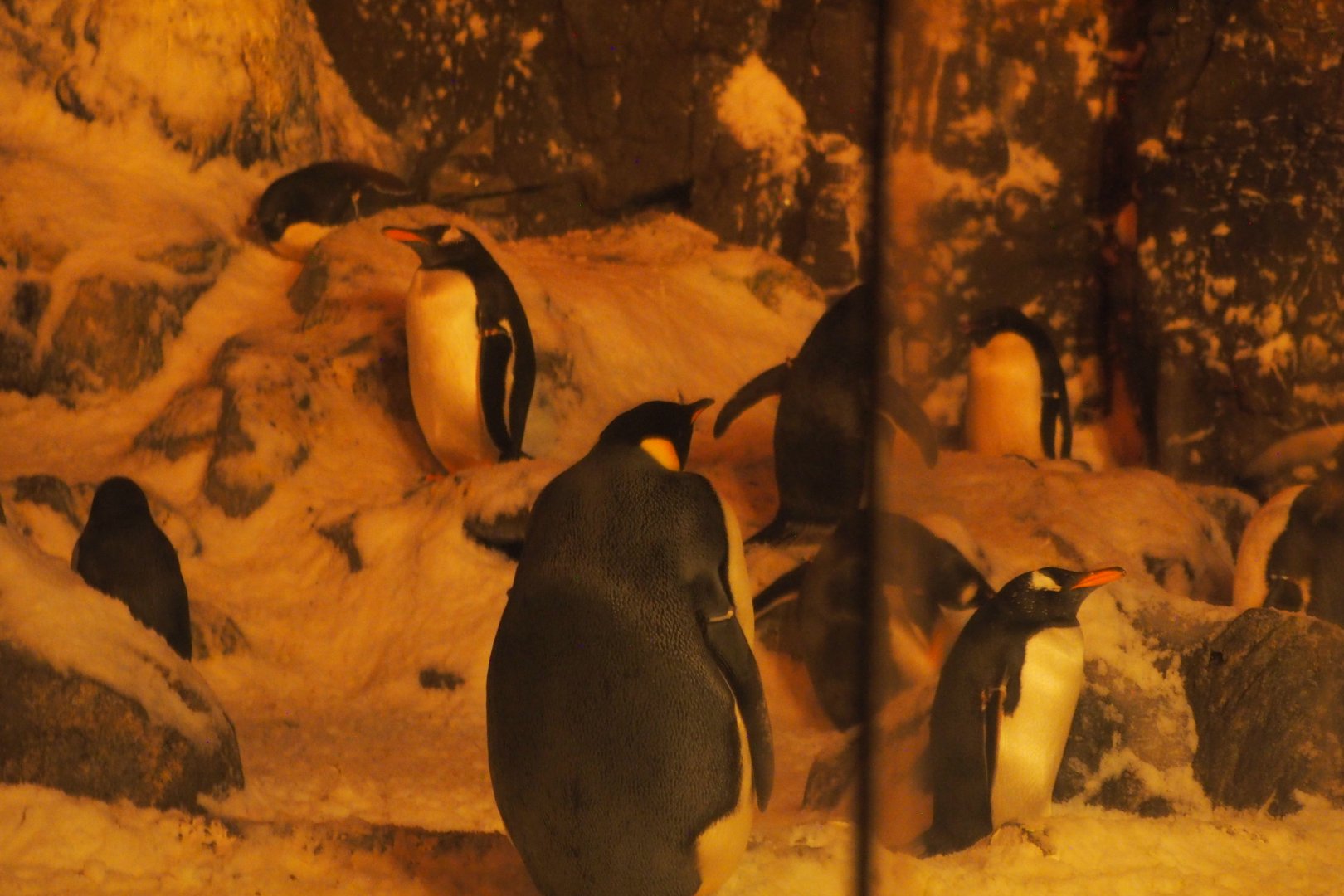 Emperor, gentoo, and Adélie penguins