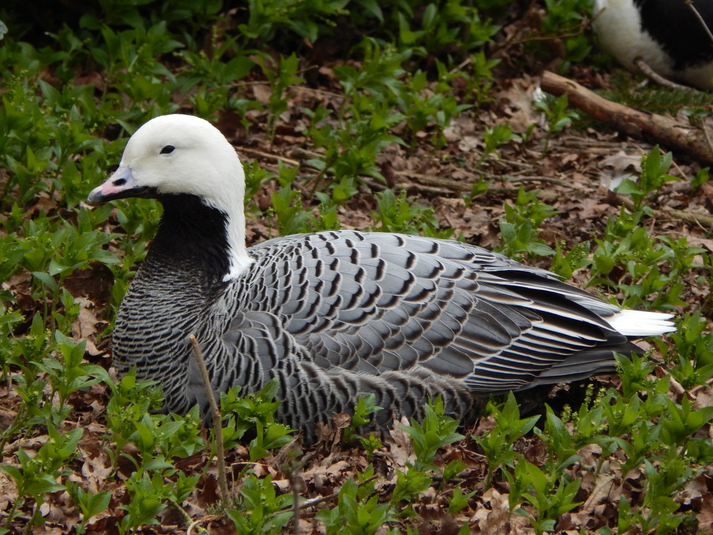 Emperor goose 280222