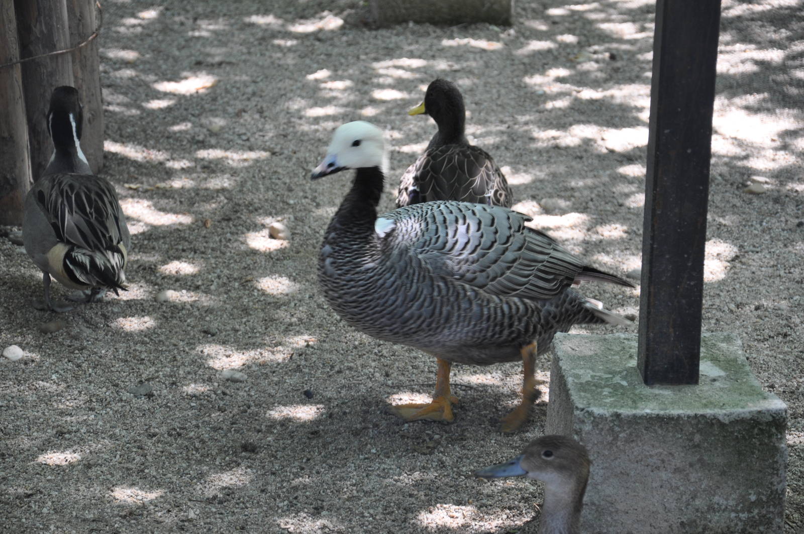 Emperor goose/ Anser canagicus