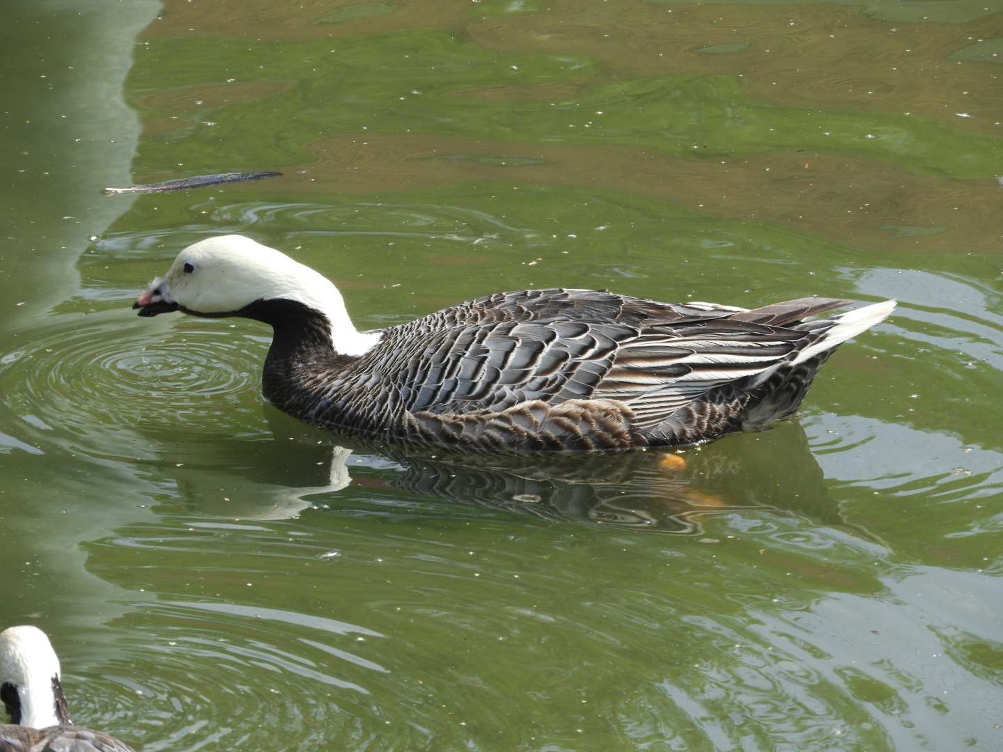 Emperor Goose (Anser canagicus)