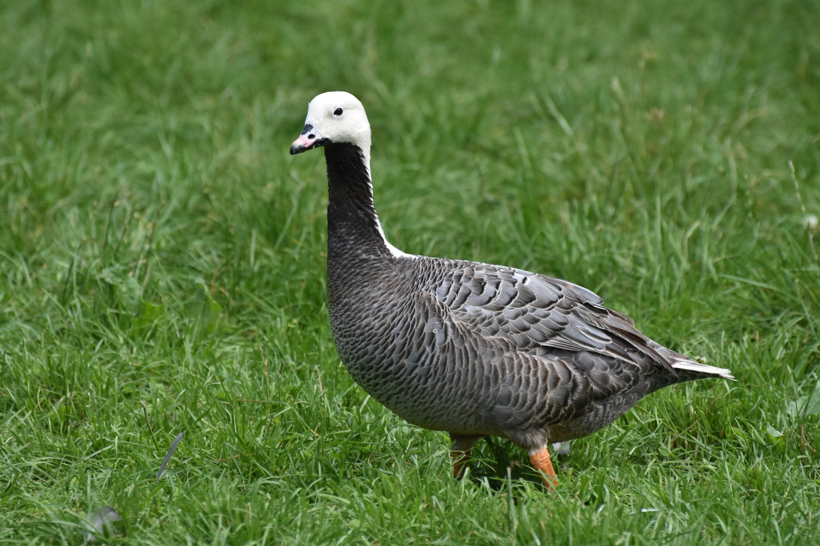 Emperor Goose Anser canagicus