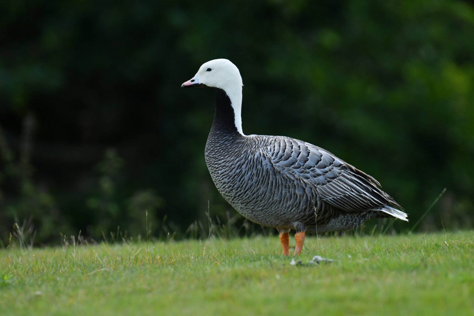 Emperor Goose Anser canagicus