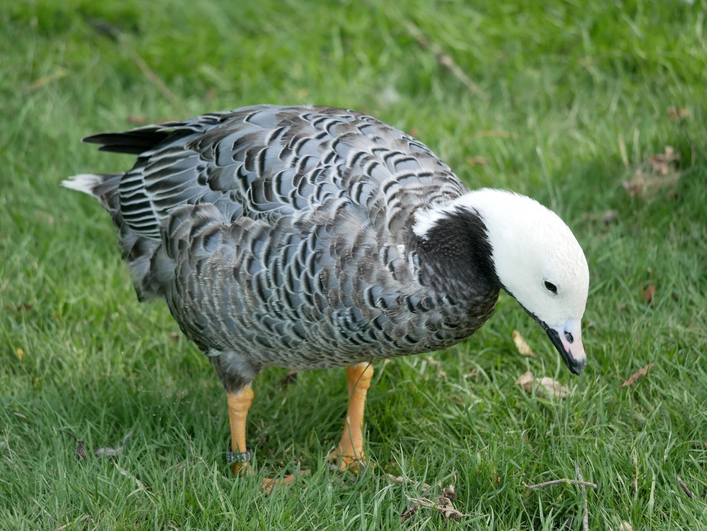 Emperor goose (Anser canagicus)