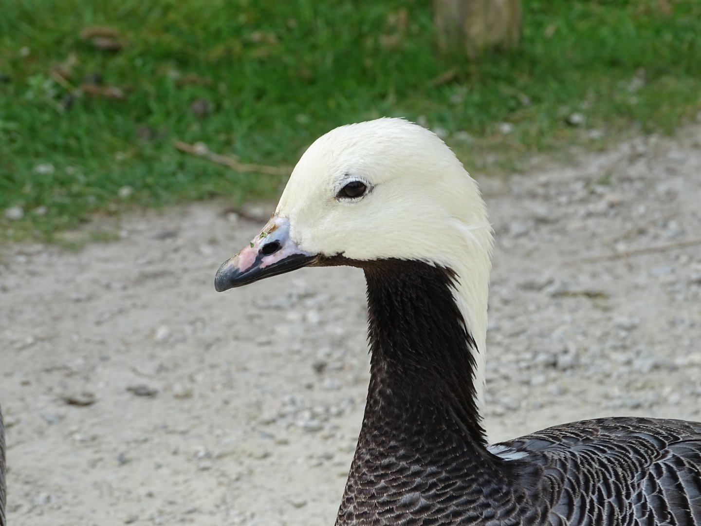 Emperor goose (Anser canagicus)