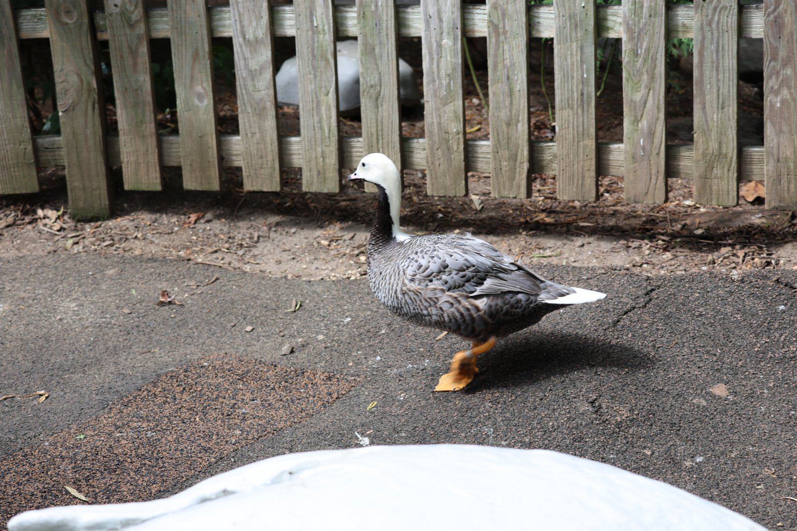 Emperor goose (Anser canagicus)
