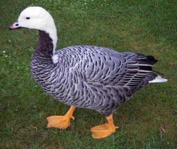 Emperor Goose (Anser (Chen) canagicus)
