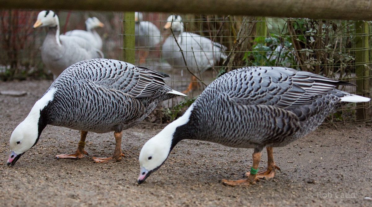 Emperor goose : Cotswold WP : 07 Feb 2016