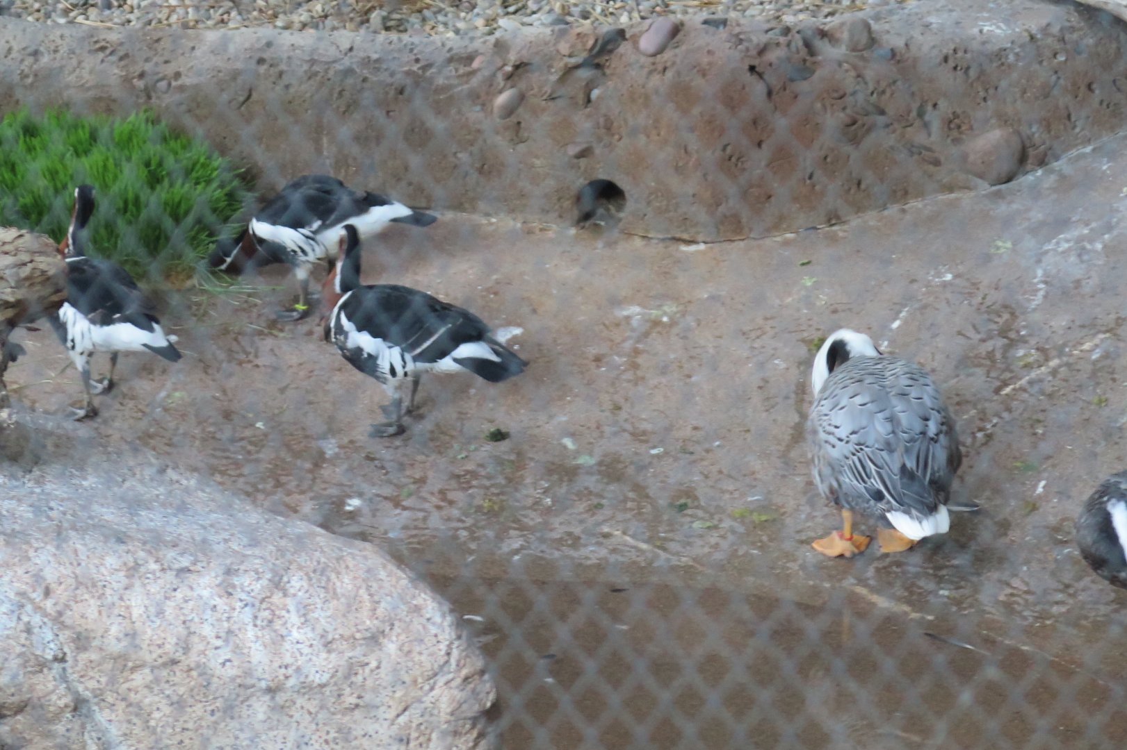 Emperor Goose & Red Breasted Goose(8/23/2024)