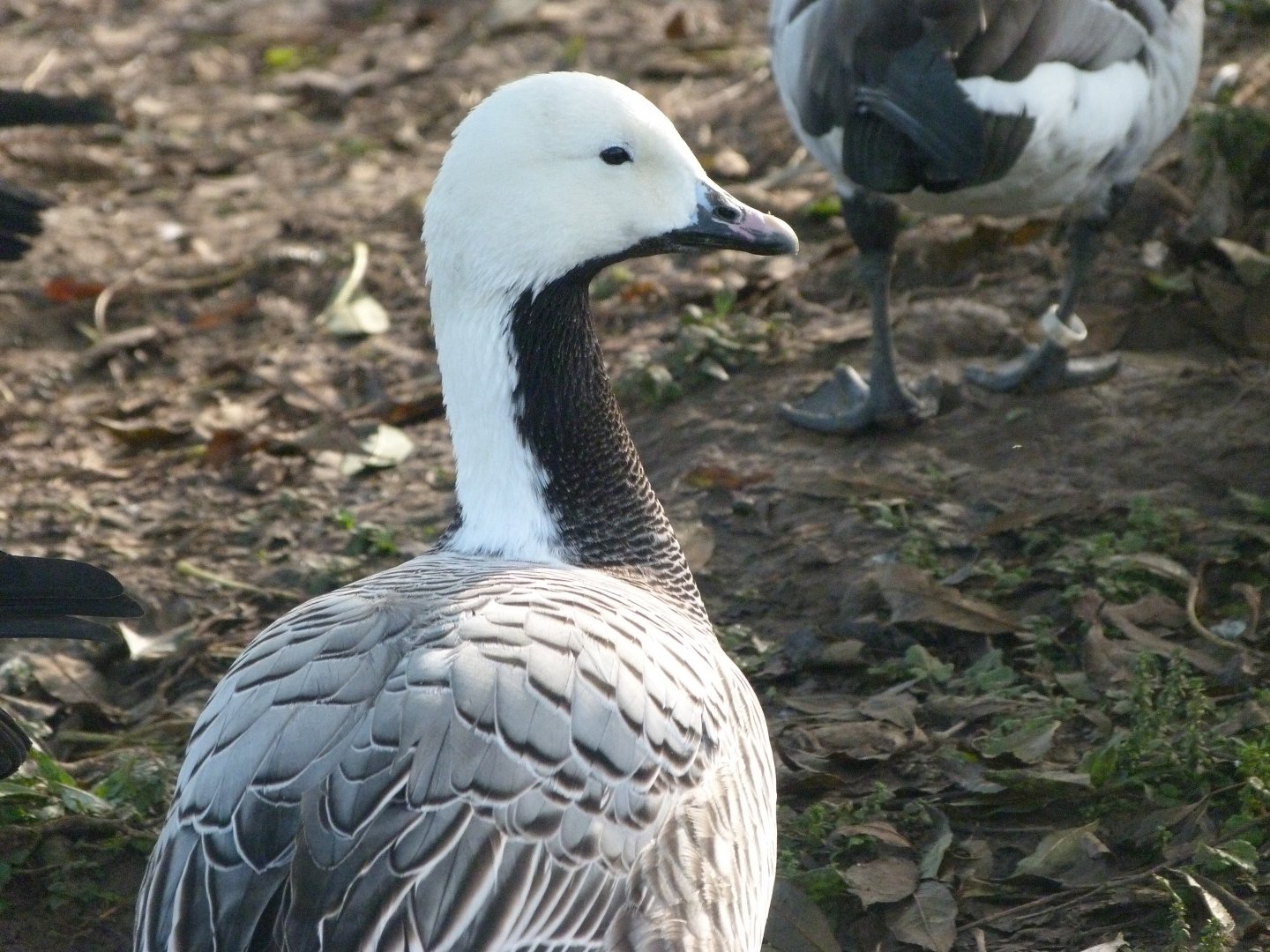 Emperor goose -Zoo de Santillana del Mar (2024)